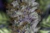 Ripped Bubba-5.jpg