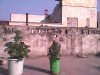 weed 138.jpg weed 138.jpg