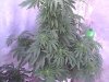 weed 202.jpg
