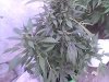 weed 205.jpg weed 205.jpg