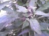 weed 207.jpg