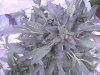 weed 210.jpg weed 210.jpg