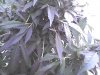 weed 211.jpg weed 211.jpg