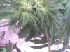 weed 227.jpg weed 227.jpg