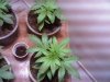 IMG00401-20120114-0009.jpg