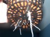 100_6594.jpg