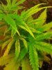 plant.jpg