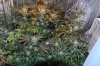 GrowOne-00000010 FlowerWeekFive.jpg