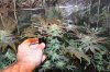 GrowOne-00000013 FlowerWeekFive.jpg