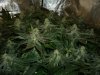 Bloom Day 38 010.jpg