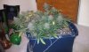 IMAG0347.jpg