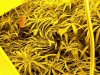 grows 254.jpg grows 254.jpg
