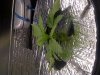 IMG-20120208-00032.jpg