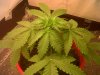 IMG00043-20120209-1013.jpg