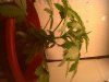 IMG00042-20120209-1013.jpg