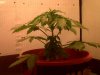 IMG00041-20120209-1013.jpg