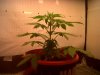 IMG00045-20120210-0950.jpg