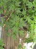 DSC00264.jpg