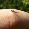 250px-Ponticulothrips_diospyrosi.jpg
