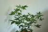 DSC00349.jpg