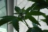 DSC00357.jpg