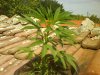 DSC01237.jpg