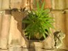 DSC01238.jpg