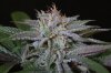 Ripped Bubba (A) 3 Week 5.jpg Ripped Bubba (A) 3 Week 5.jpg