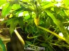 acapulco-gold-day-031-16.jpg