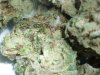SourD.JPG