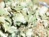 Arjan's Haze (5).JPG
