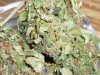 Arjan's Haze (10).JPG