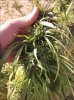 Afgan bud.jpg