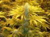 Afghan kush.jpg