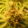 feb12LemSknkBud.jpg