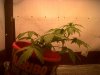IMG00048-20120213-1459.jpg