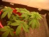 IMG00051-20120213-1500.jpg
