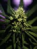 durban%20poison.jpg