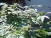 DSC00270.jpg