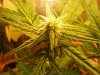 Grow feb 16 plus ID 022.jpg