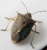 stink-bug2.jpg