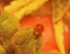 Globule 2 closeup.jpg Globule 2 closeup.jpg