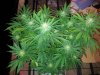 flower day 43 pic 25.jpg