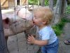baby-kiss-pig.jpg
