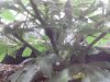 medicalMJ 005.jpg medicalMJ 005.jpg