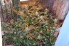 GrowOne-00000001 FlowerWeekSix.jpg