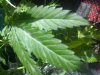 02-18-12_1239.jpg 02-18-12_1239.jpg