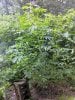 downsized_0811081527.jpg