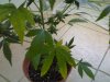 Church clone yellowing.jpg