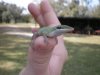 lizard thumb.jpg